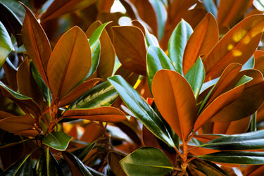 10 SOUTHERN MAGNOLIA TREE 12